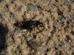 Carabus lusitanicus