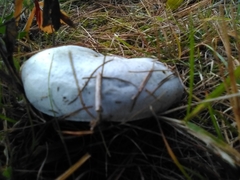 Lactarius indigo