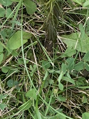 Ceratophyllaceae