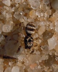 Salticus propinquus