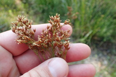 Rhynchospora elliottii