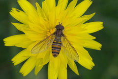 Episyrphus balteatus