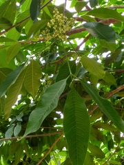 Balfourodendron riedelianum