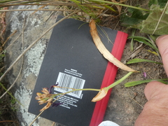 Codonorhiza elandsmontana