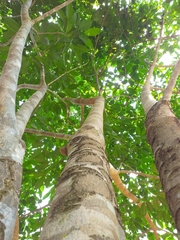 Balfourodendron riedelianum