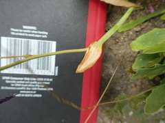 Codonorhiza elandsmontana