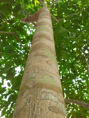 Balfourodendron riedelianum