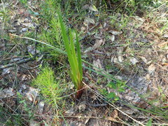 Xyris laxifolia