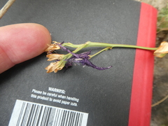 Codonorhiza elandsmontana