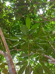 Balfourodendron riedelianum