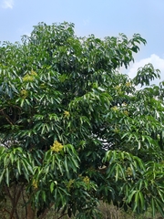 Balfourodendron riedelianum