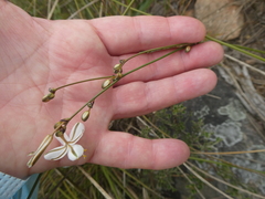 Chlorophytum rigidum