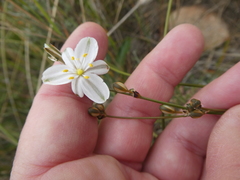 Chlorophytum rigidum