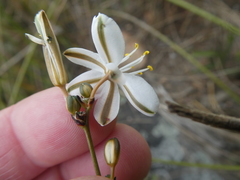 Chlorophytum rigidum