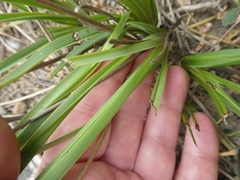 Chlorophytum rigidum