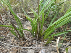 Chlorophytum rigidum