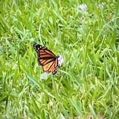 Danaus plexippus