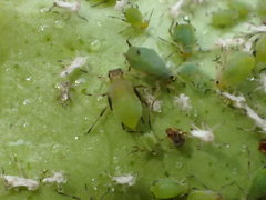Aphis