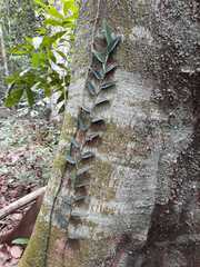 Rhaphidophora