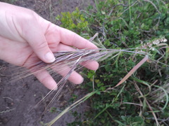 Bromus rigidus