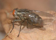Sarcophaginae