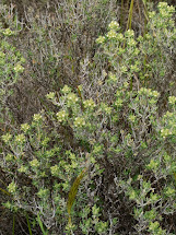 Pimelea sericeovillosa