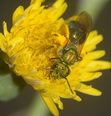 Augochlorini