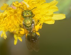 Augochlorini