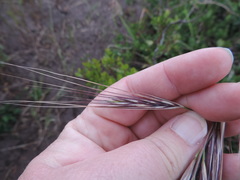 Bromus rigidus