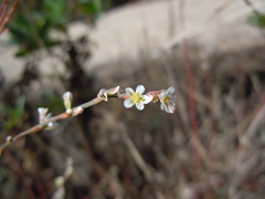 Polygonum equisetiforme