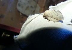 Phyllodesma suberifolia