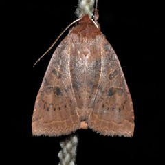 Epiglaea decliva