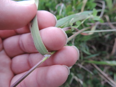 Bromus rigidus
