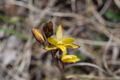 Eulophia hians inaequalis