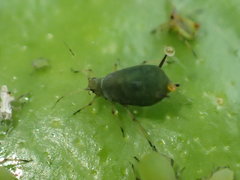 Aphis