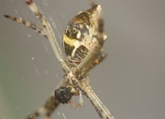 Argiope argentata
