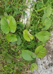 Ipomoea setifera