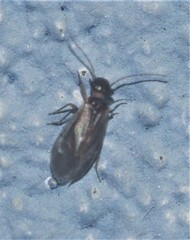 Maoripsocus