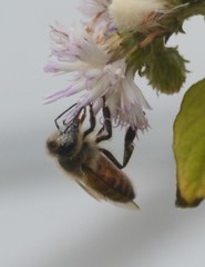 Apis mellifera