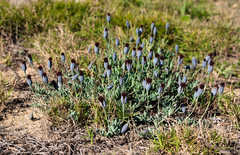 Porophyllum linifolium