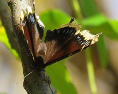 Nymphalis antiopa