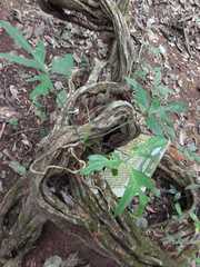 Philodendron pedatum