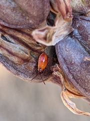 Spilostethus pandurus