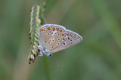 Polyommatus icarus