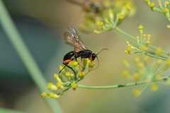 Phaenolobus terebrator