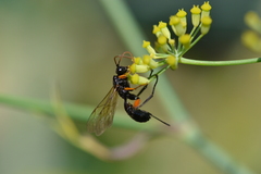 Phaenolobus terebrator