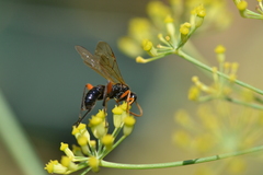 Phaenolobus terebrator