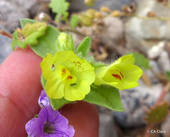 Mohavea breviflora