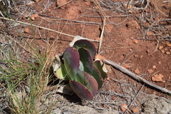 Kalanchoe thyrsiflora