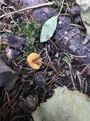 Mycena aurantiomarginata